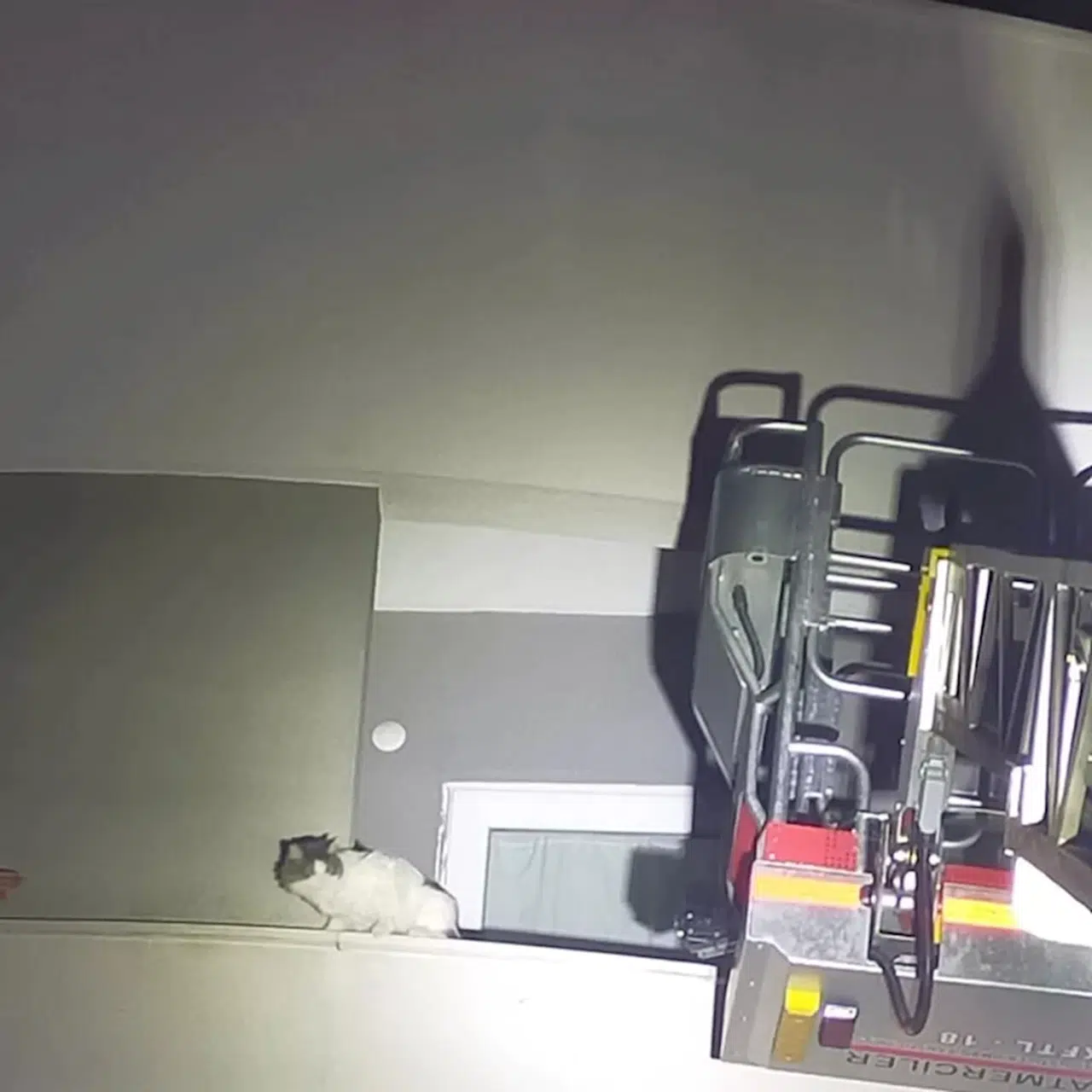 Bolu'da balkonda mahsur kalan kediyi itfaiye ekipleri kurtardı