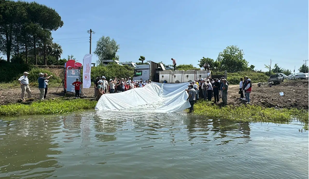 Nesli tehlike altındaki 5 bin mersin balığı Yeşilırmak'a salındı