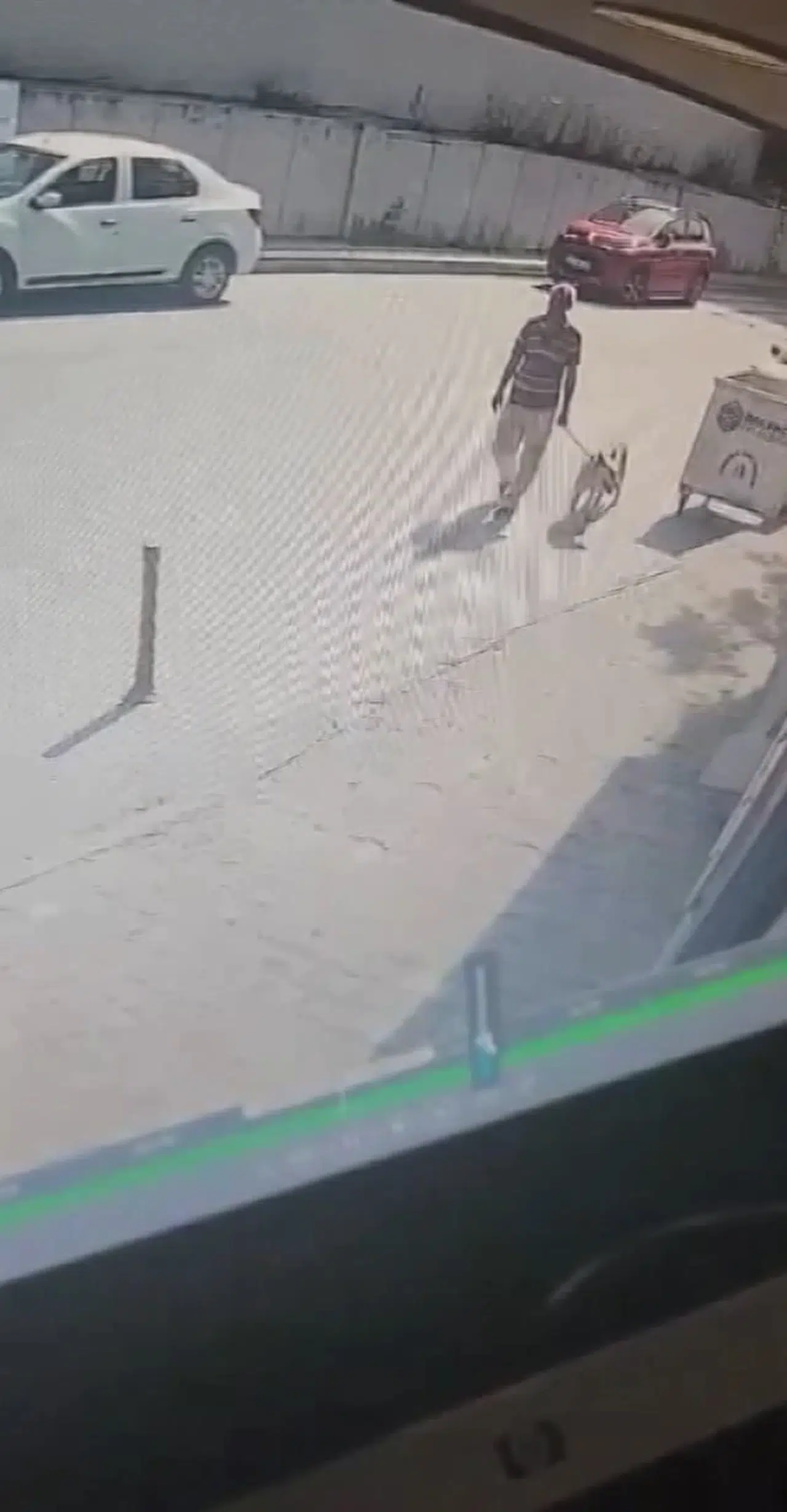 İstanbul - Bakırköy'de köpeğe cinsel istismar şüphelisi gözaltına alındı 