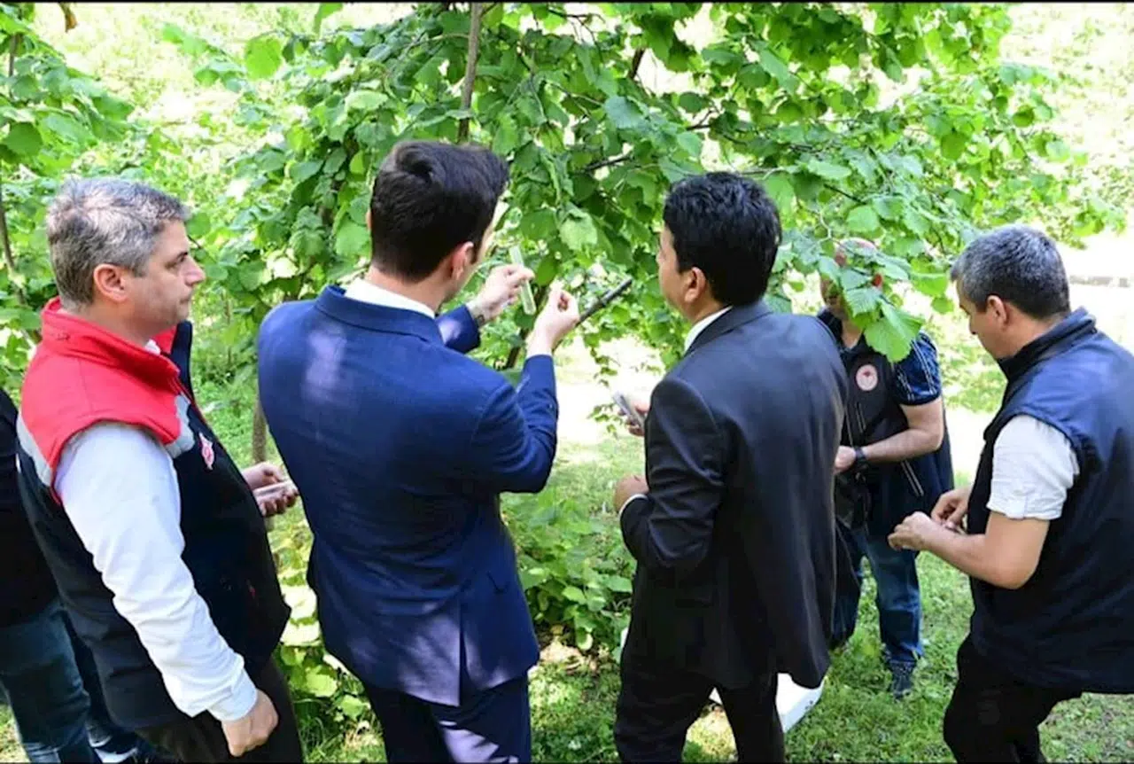 Dikmen'de 1000 samuray arısı doğaya bırakıldı