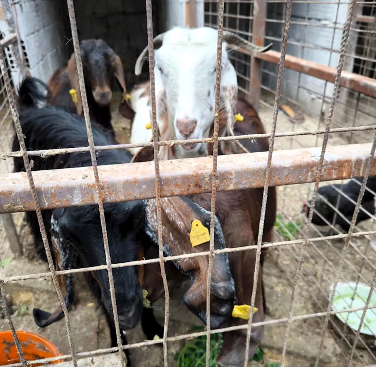  Kırklareli'ye kaçak getirilen hayvanlara el konuldu