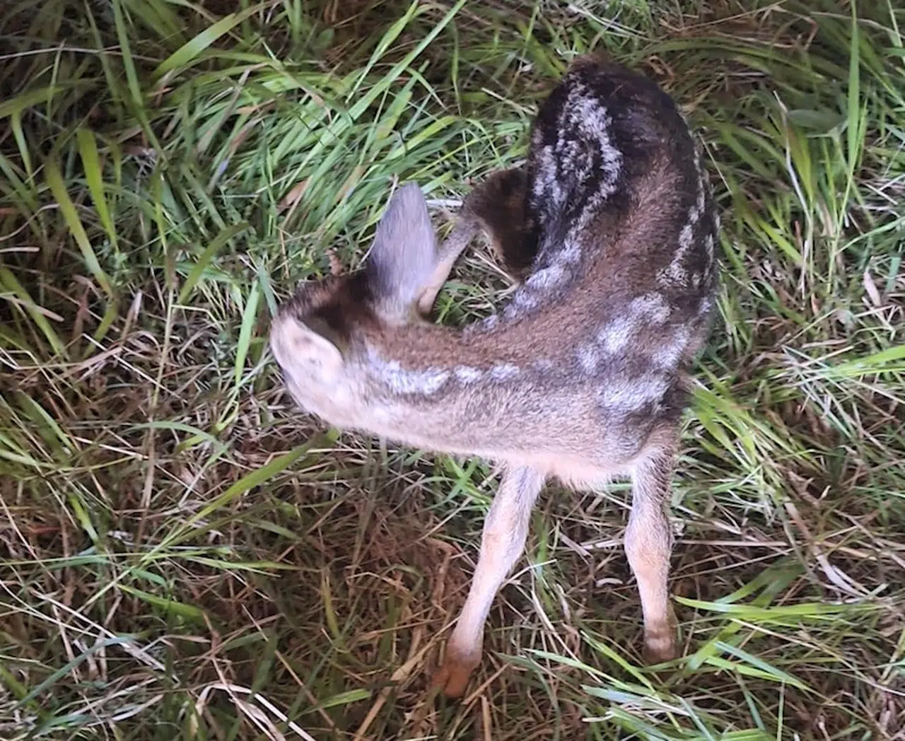 Karabük'te ormanlık alanda bulunan yavru karaca koruma altına alındı