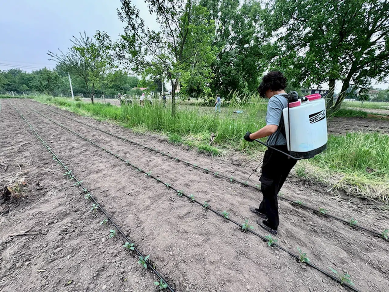 Düzce'de kooperatif kuran kadın girişimciler meyve sebze yetiştiriyor
