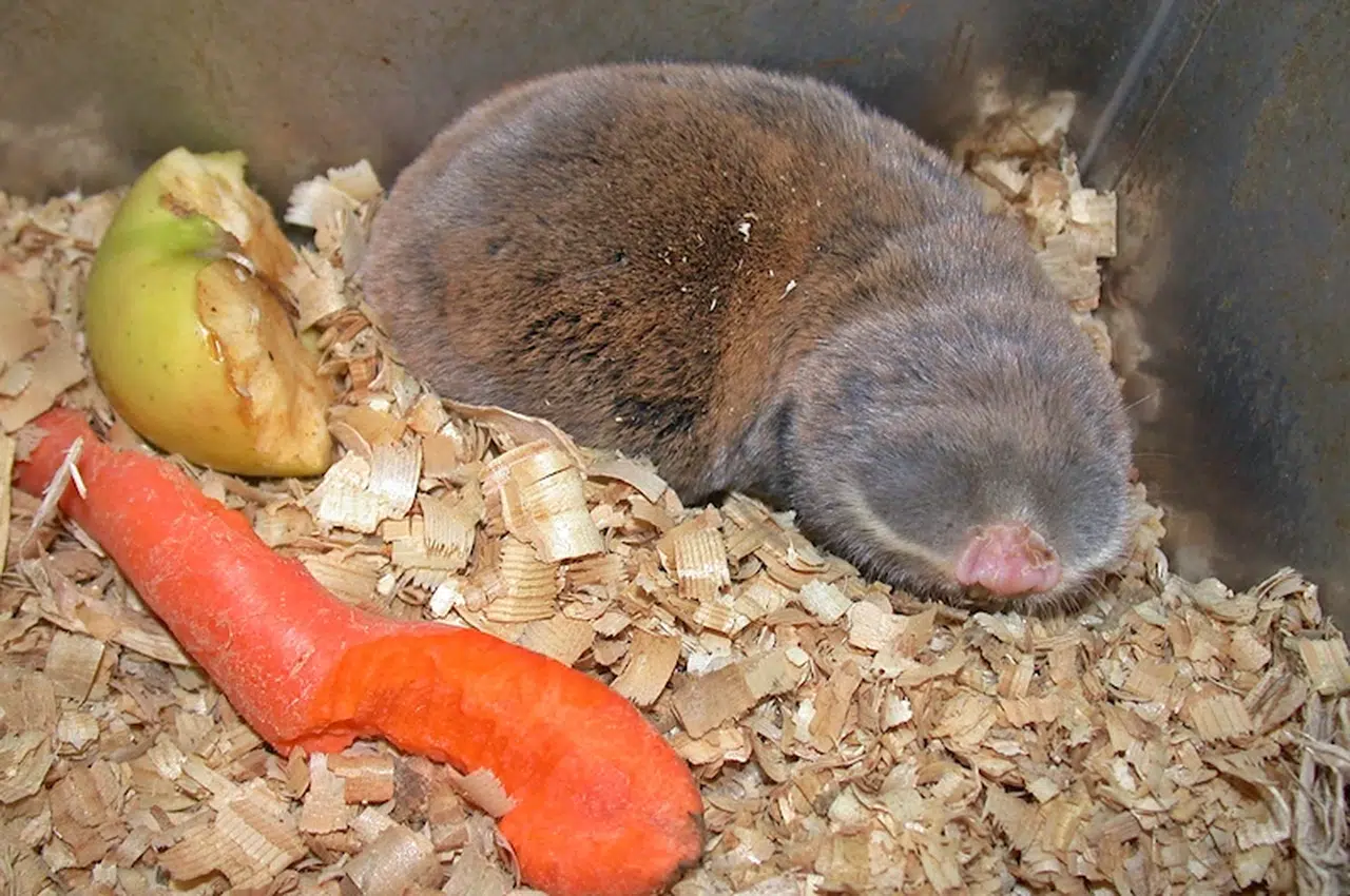 Tıp ve arkeolojinin ilgi odağı 'kör fareleri' 40 yıldır inceliyor: Yer altında açtıkları tünellerde düzenli bir yaşamları var
