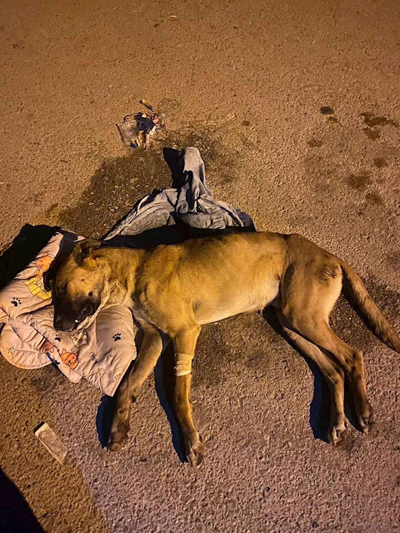 İzmir'de ölen 6 köpeğin tarım ilacıyla zehirlendiği ortaya çıktı; mahalleliden şüphelinin bulunması için 70 bin TL ödül 