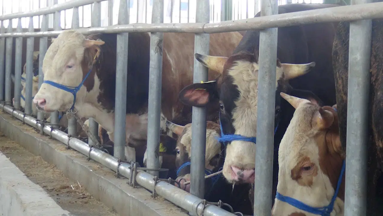 Kocaeli'de hayvan pazarında kurbanlıklar alıcılarını bekliyor