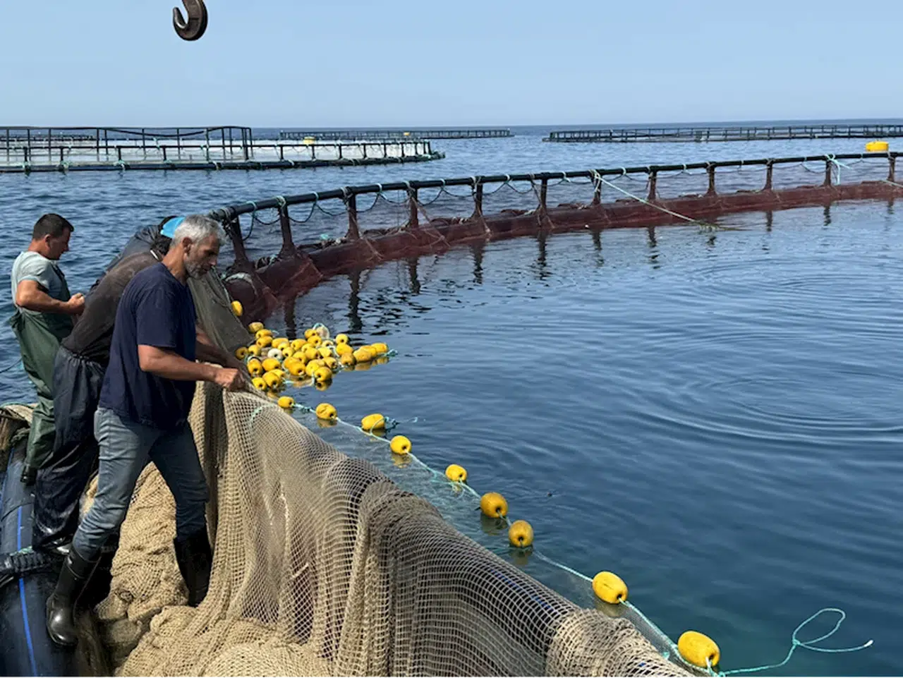 Samsun'da, Karadeniz'de yetiştirilen Türk somonunun hasadına başlandı