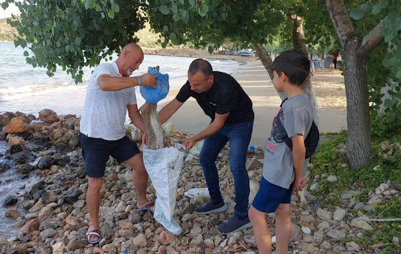 Sahilde ölü ceylan yavrusu bulundu