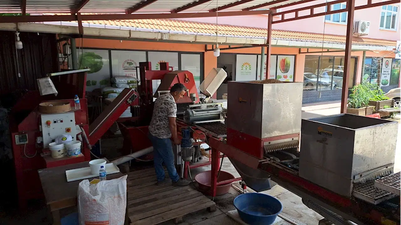 Bafra Ovası'nda 100 bin dekar alana ekilecek kışlık sebze için hazırlıklar başladı
