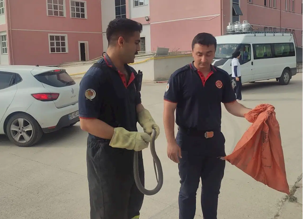 Vezirköprü'de sıcak havalar yılan görülme vakalarını artırdı