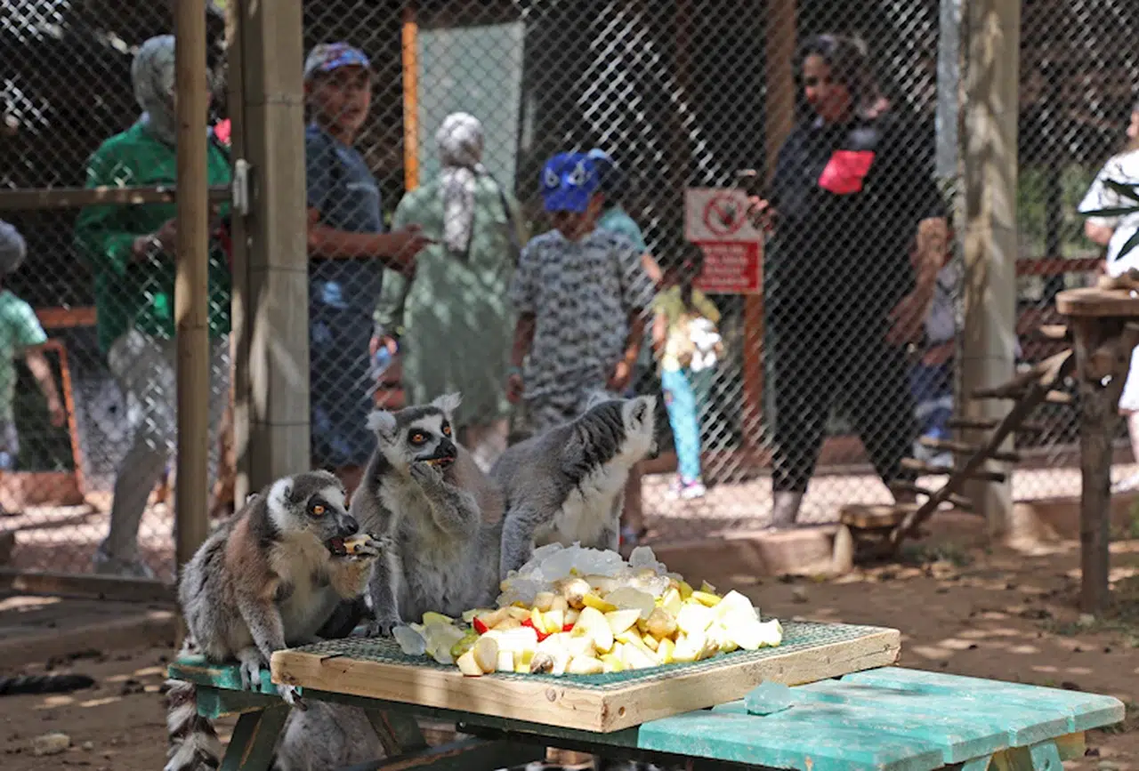 Antalya'da doğal yaşam parkındaki hayvanlara buzlu meyve ve fıskiyeli serinlik