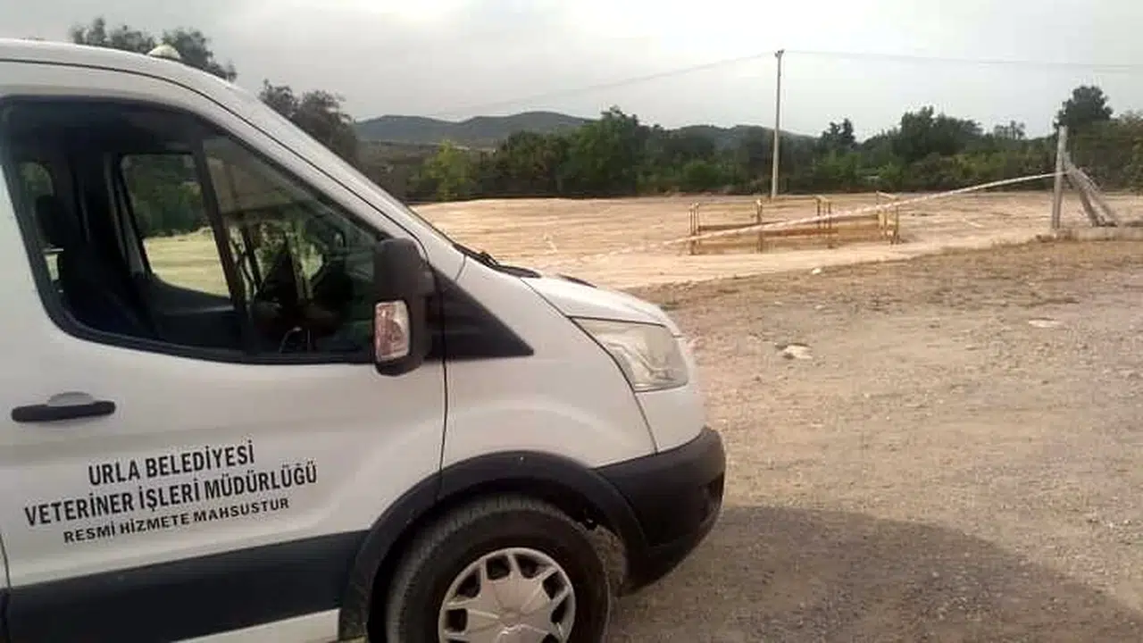 Seferihisar'da 5 büyükbaşta 'şap' hastalığı tespit edildi; 10 kilometrelik alanda kurban satışı yasaklandı