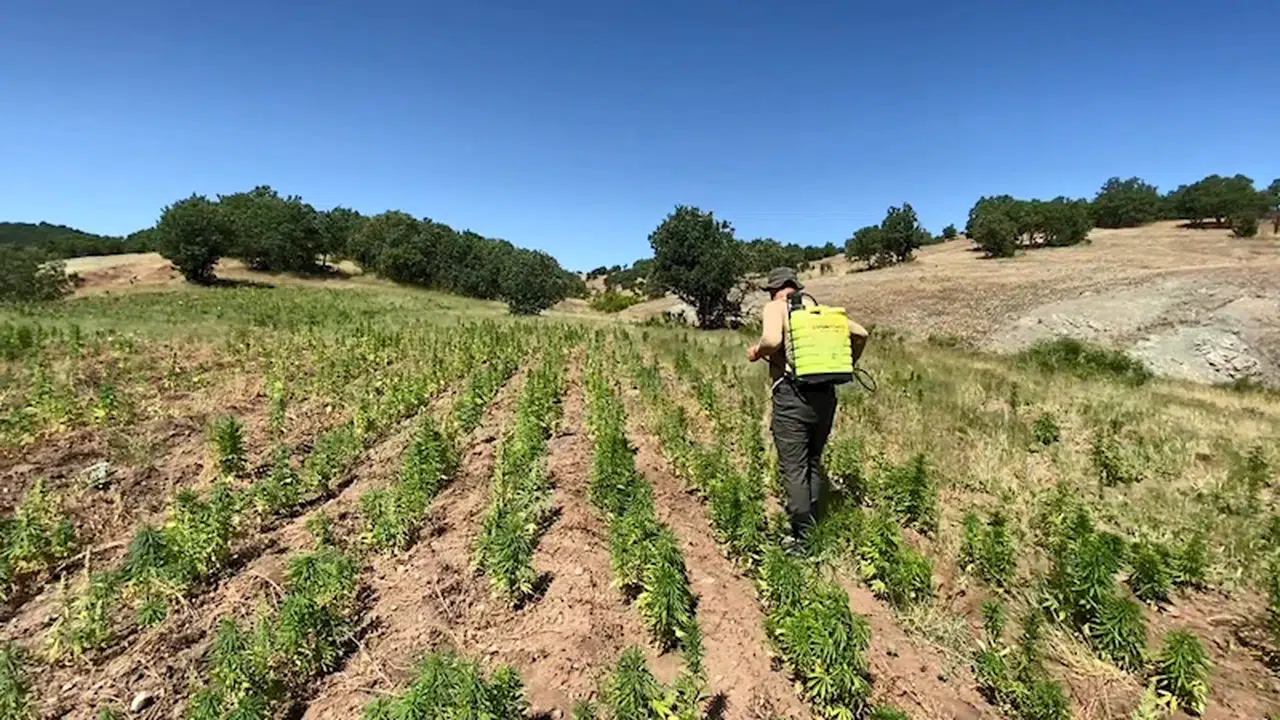 Diyarbakır'da 2 milyon kök kenevir ile 71 kilo esrar ele geçirildi