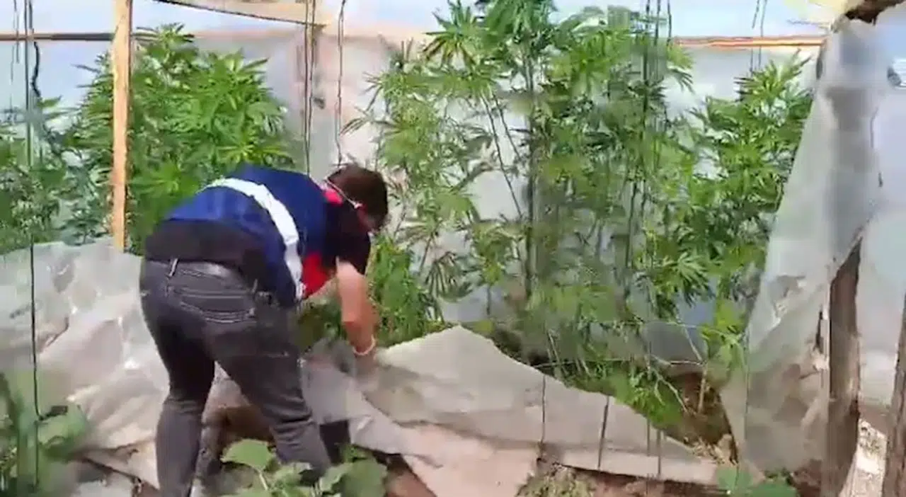 Bahçesinde kenevir yetiştiren şüpheliye gözaltı