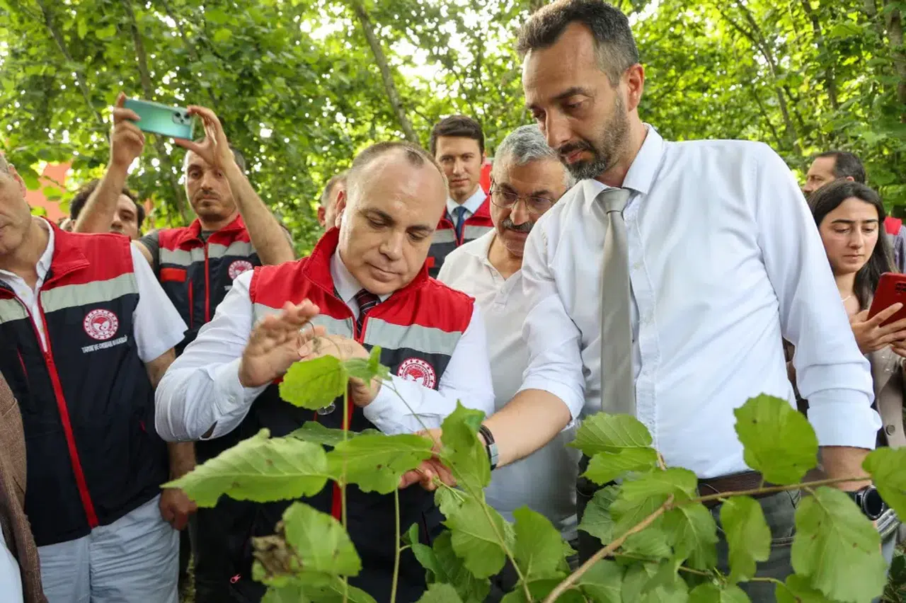 Arhavi'de Tarımsal Zararlılarla Biyolojik Mücadele: Samuray Arısı Doğaya Bırakıldı