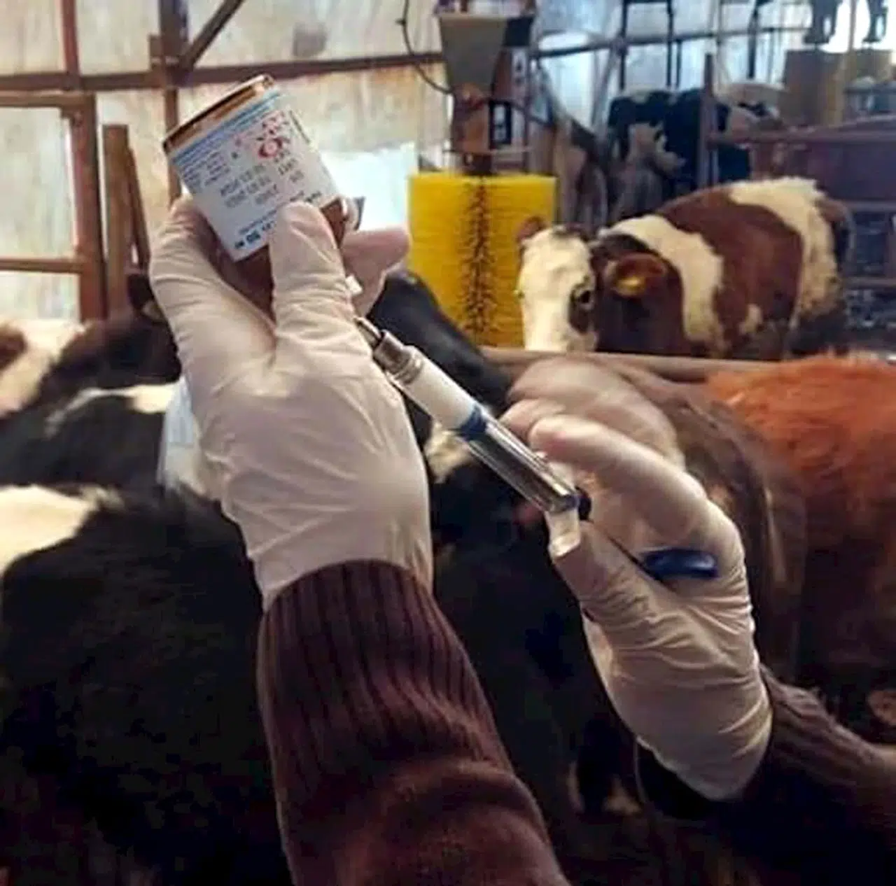 Seferihisar'daki 'şap' şüphesi asılsız çıktı