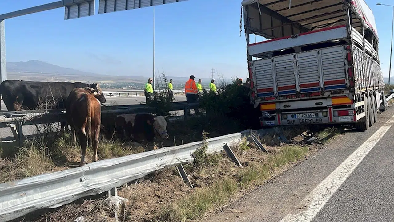 Niğde'de kurbanlık taşıyan TIR bariyerlere çarptı: 2 kişi yaralı, 7 büyükbaş öldü 