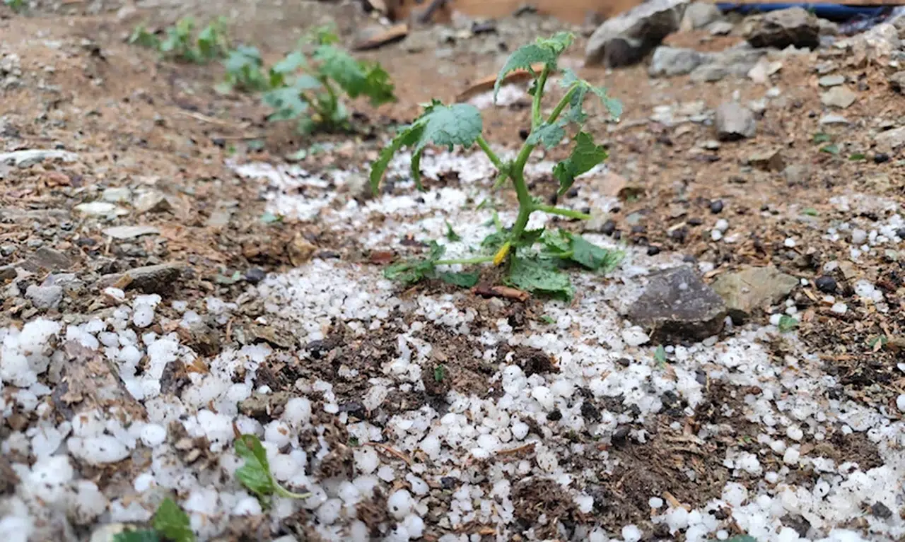 Feke'de dolu; ekili alan ile bahçeler zarar gördü 