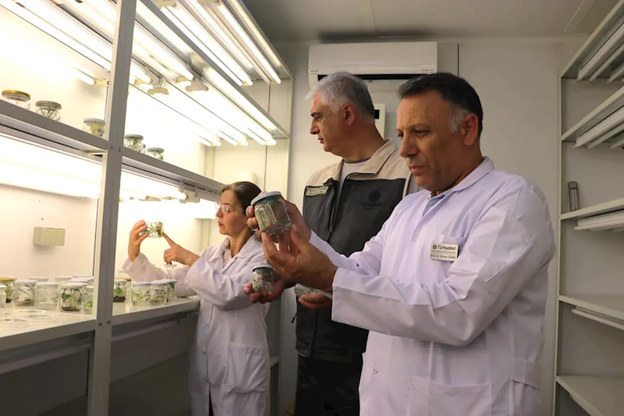 Yerli şeker pancarı tohumunda üretim başladı