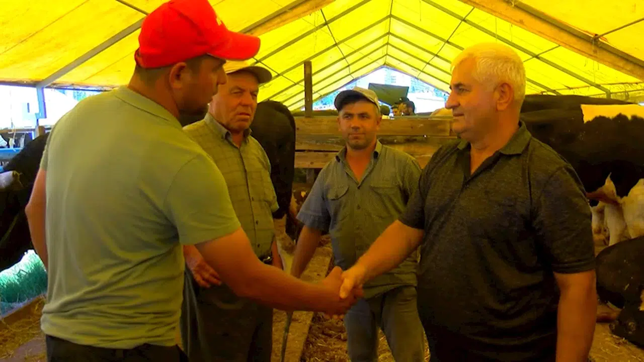 İstanbul - Bahçelievler'deki kurban pazarında yoğunluk çok satış az 