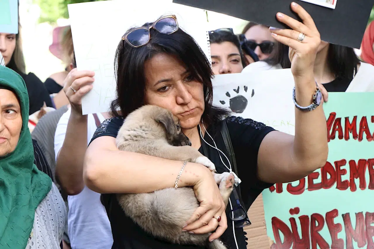 Şanlıurfa’da, sokak hayvanları için eylem