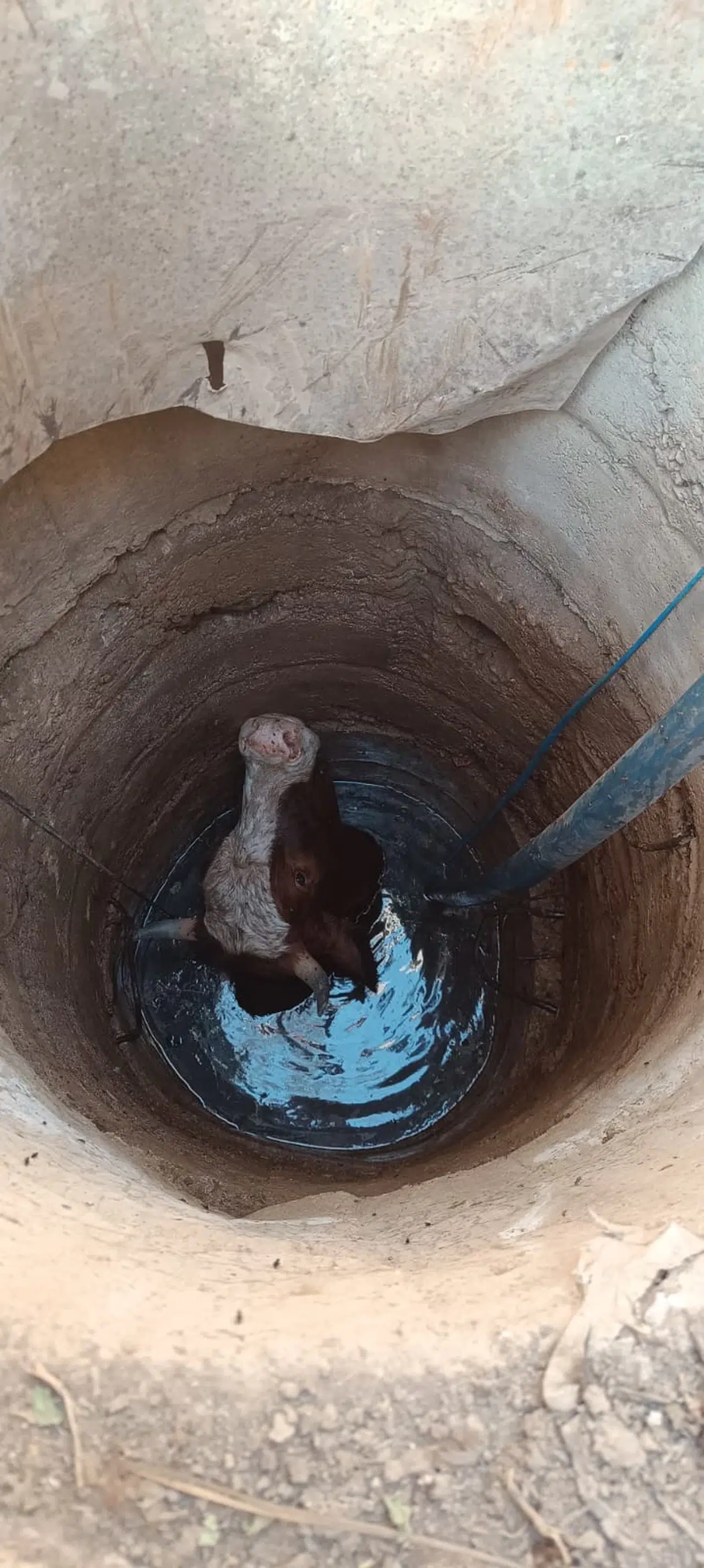 Mardin'de su kuyusuna düşen inek kurtarıldı 