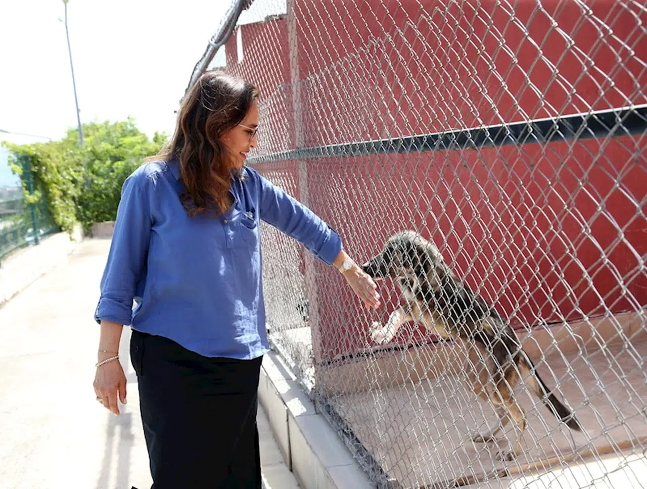 Karşıyaka'da can dostlar için seferberlik