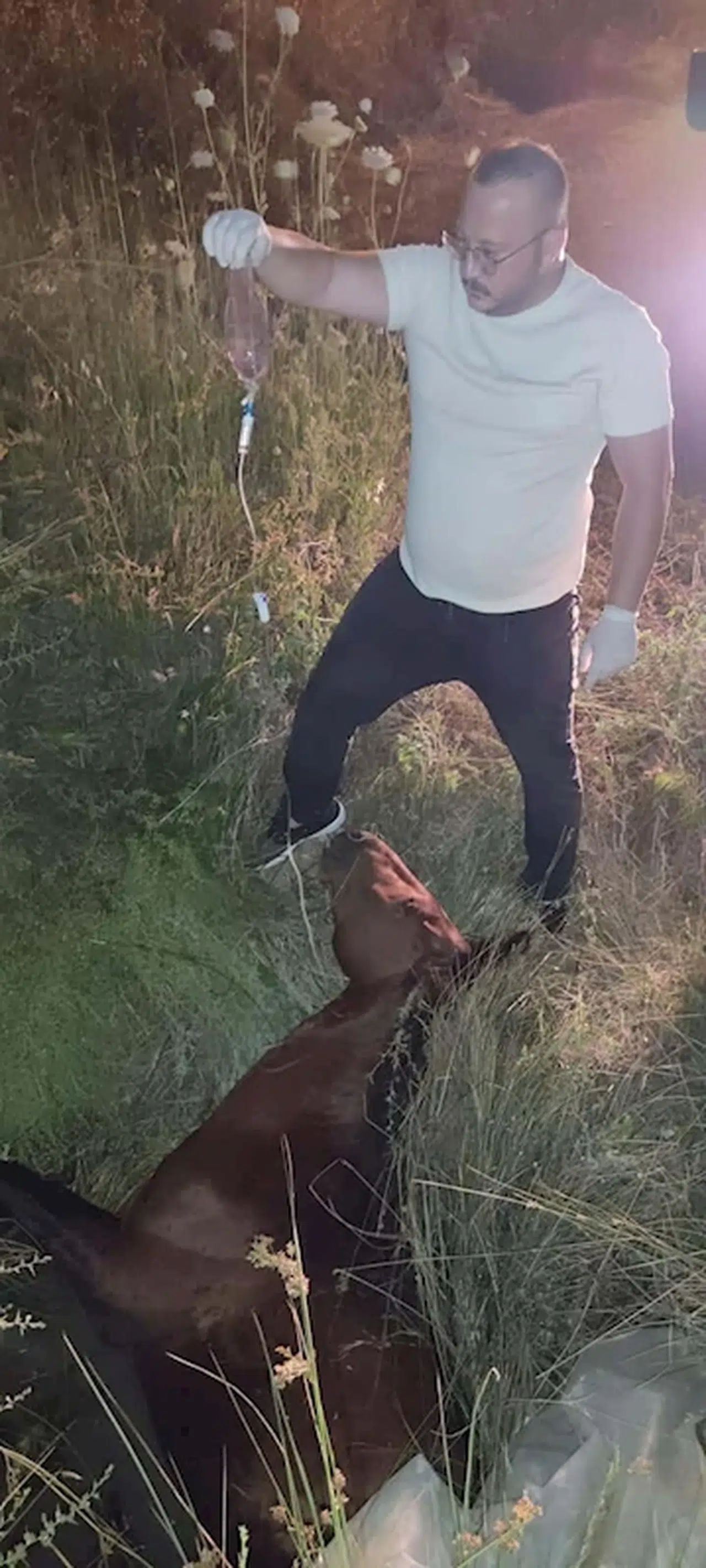 Manisa'da su dolu çukura düşen yılkı atına 5 saat süren tedavi