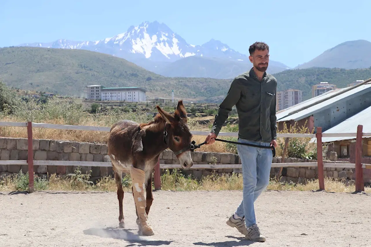 Sahiplerinin terk ettiği eşek, yaşamını çiftlikte sürdürecek