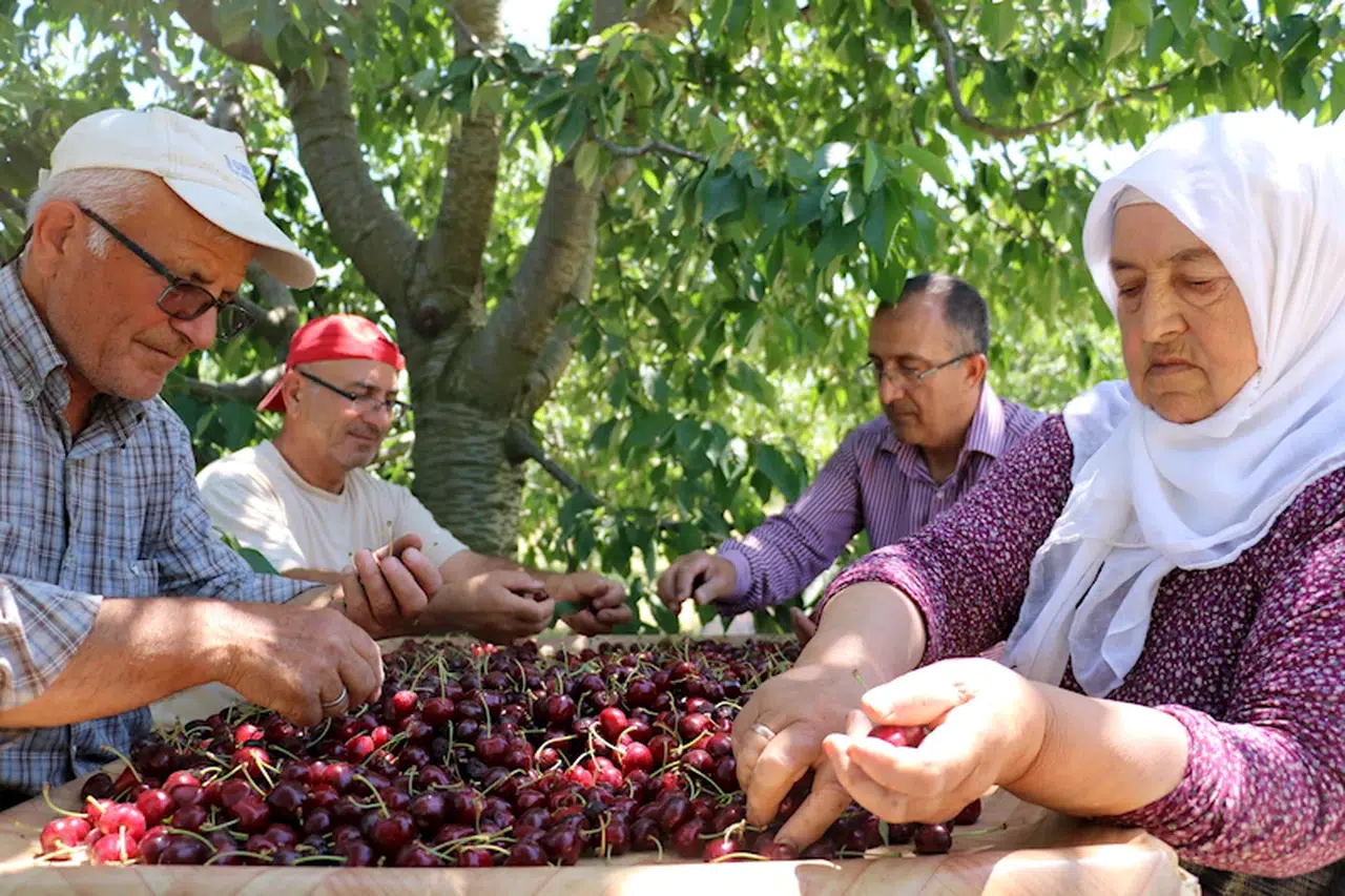 Apolyont kirazında bu yıl rekolte beklentisi düştü