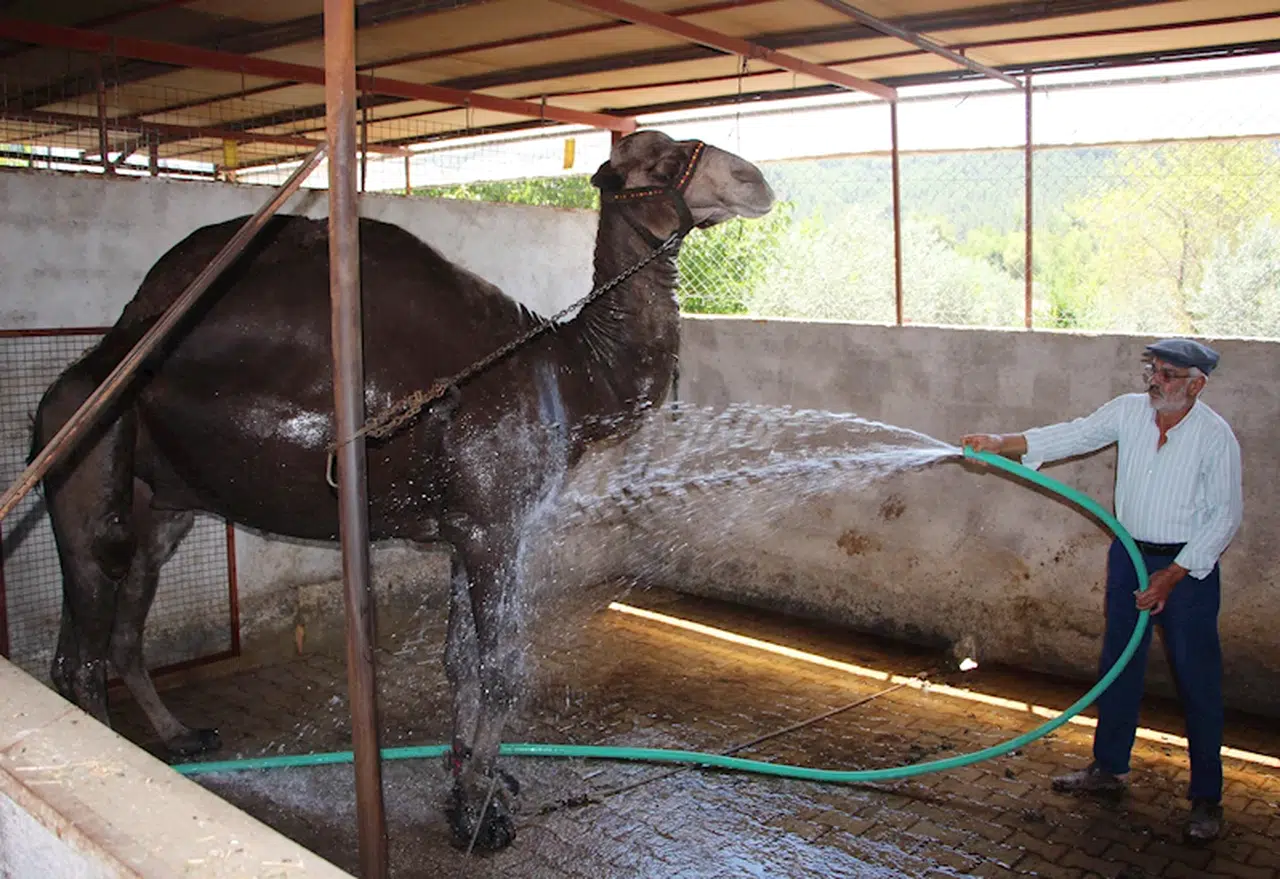 Sezona hazırlanan güreş develerine sulu serinlik