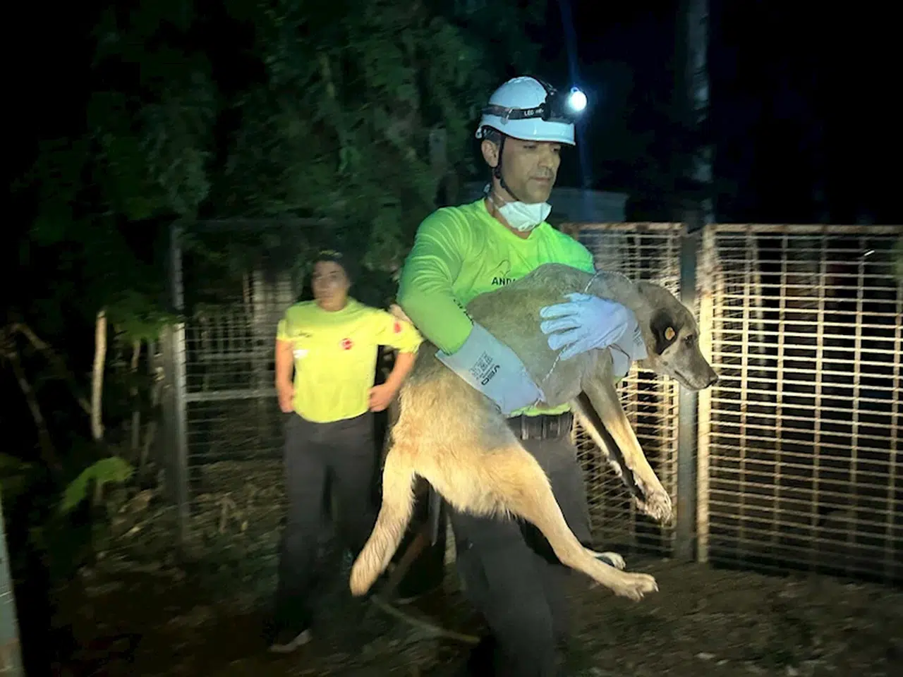 İzmir'de yangın nedeniyle 335 hayvan koruma altına alındı