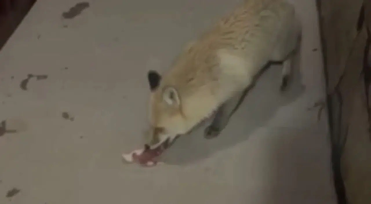 Rize'de aç kalan tilkiyi vatandaşlar besledi