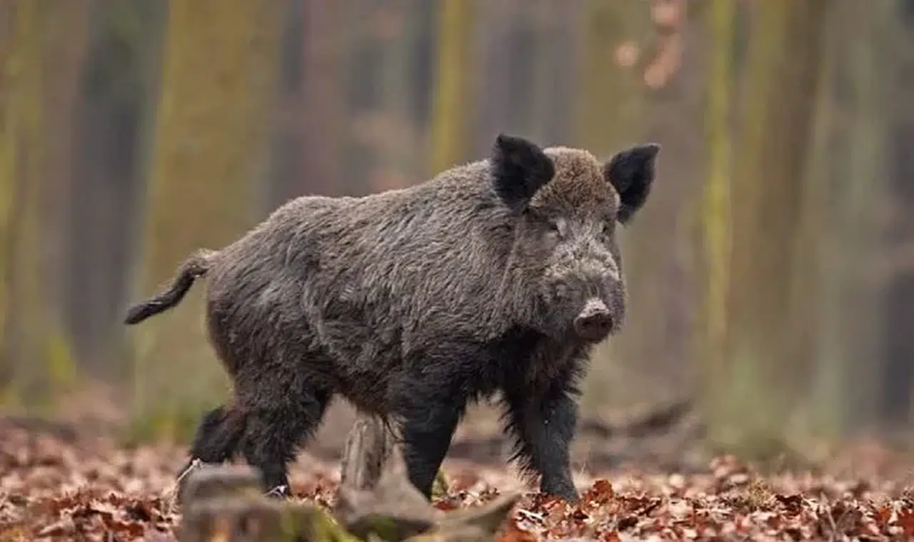 Erzurum'da domuz saldırısında yaralanan kadın hayatını kaybetti