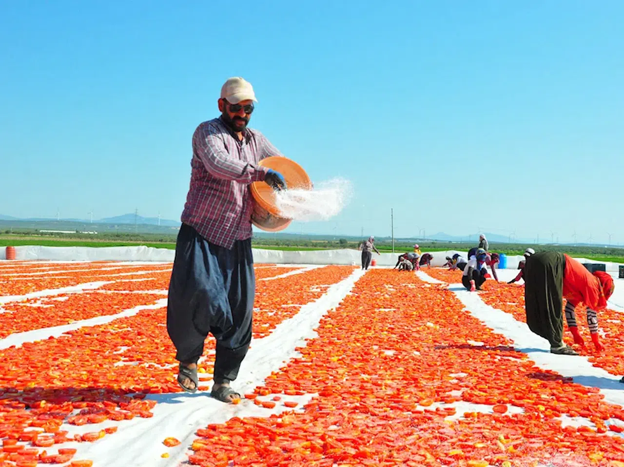 Kurutmalık domatesler serildi, Gediz Ovası kırmızıya büründü