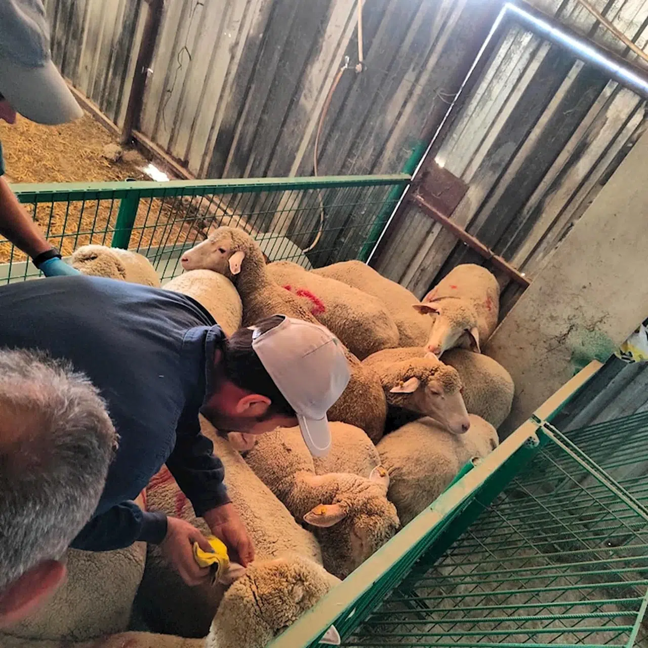  Kırklareli'ye kaçak getirilen 113 küçükbaş hayvan yakalandı