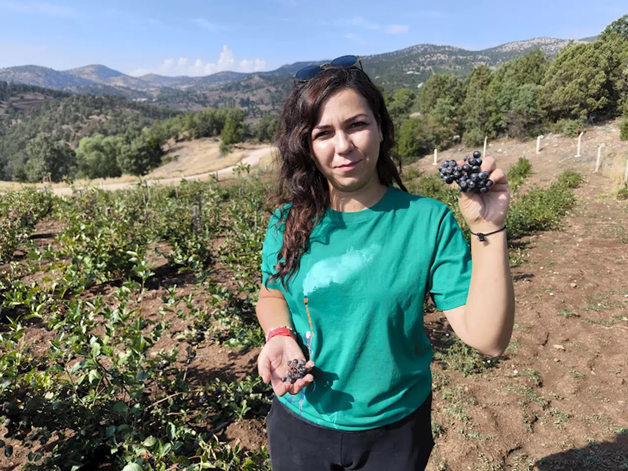 Televizyonda gördüğü aronya bitkisini yetiştirmeye başladı