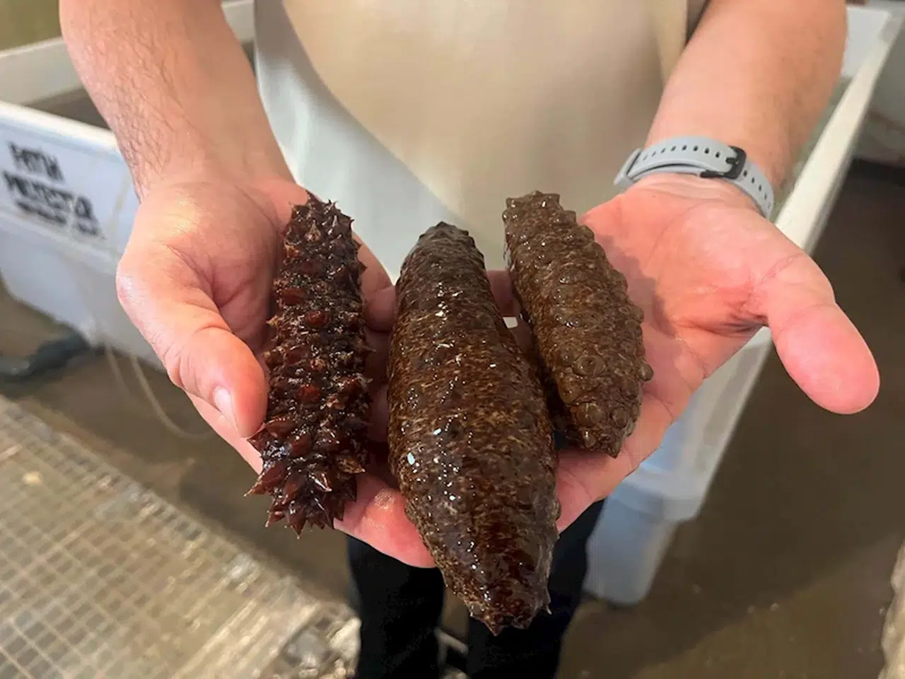 'Deniz patlıcanı körfezdeki kirliliği azaltacak en etkili canlı'