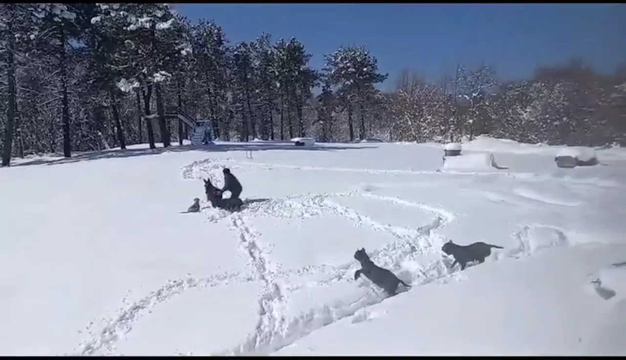 Sıpasıyla kar keyfi yaptı, ahıra zor soktu; o anlar kamerada