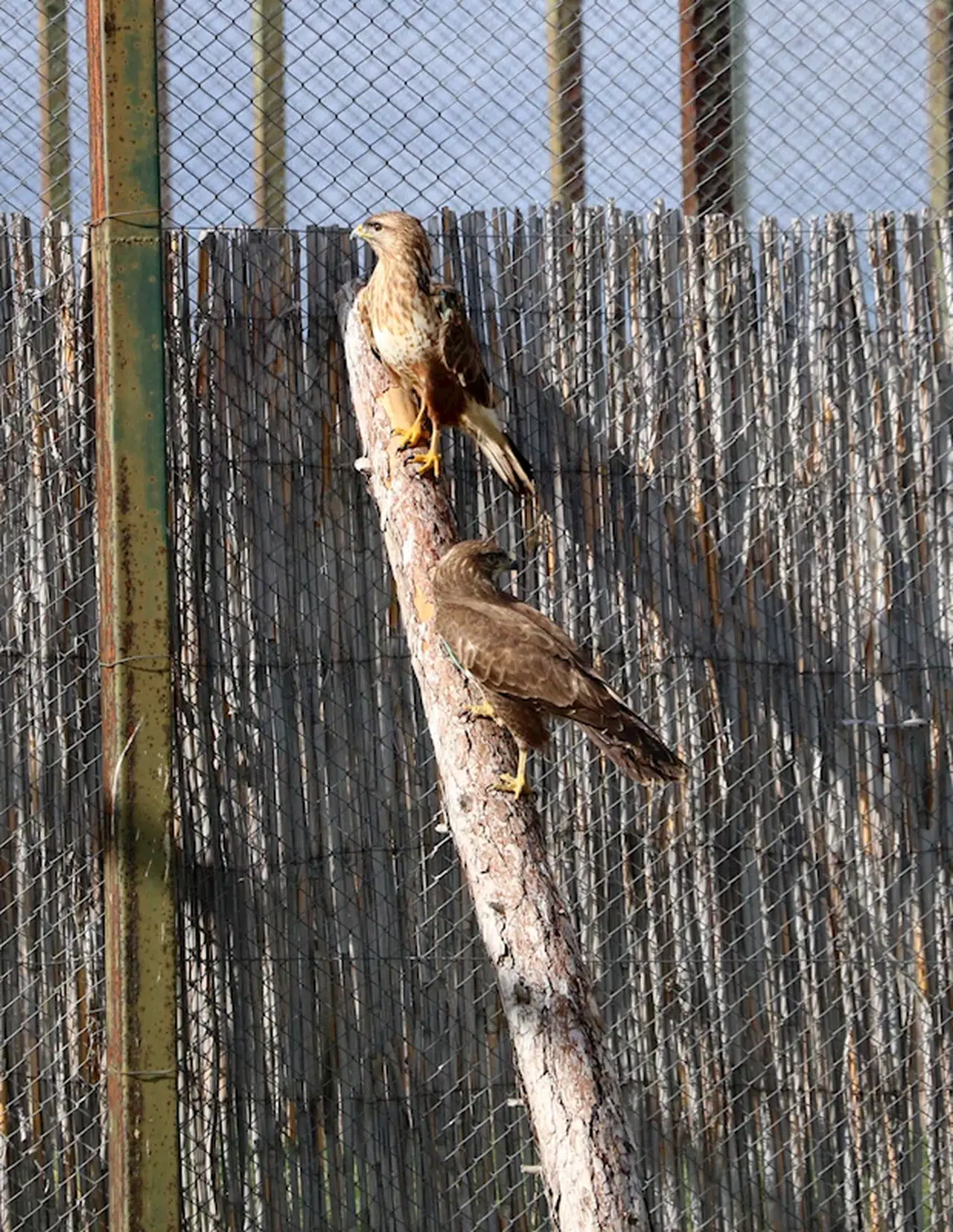 Bir yılda 650 hayvana müdahale edilen merkezde tedavide başarı oranı yüzde 50'yi buldu