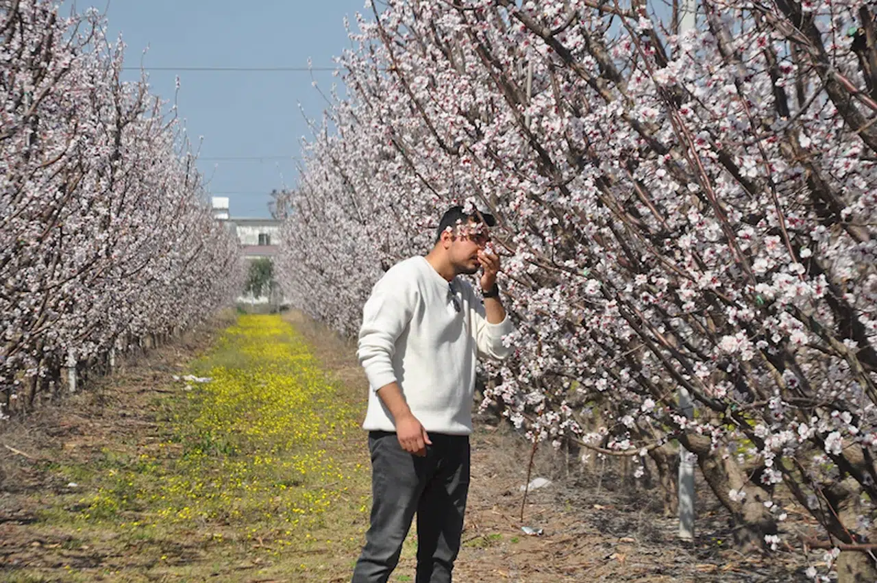 Amik Ovası’nda rengarenk meyve bahçeleri görenlere huzur veriyor 