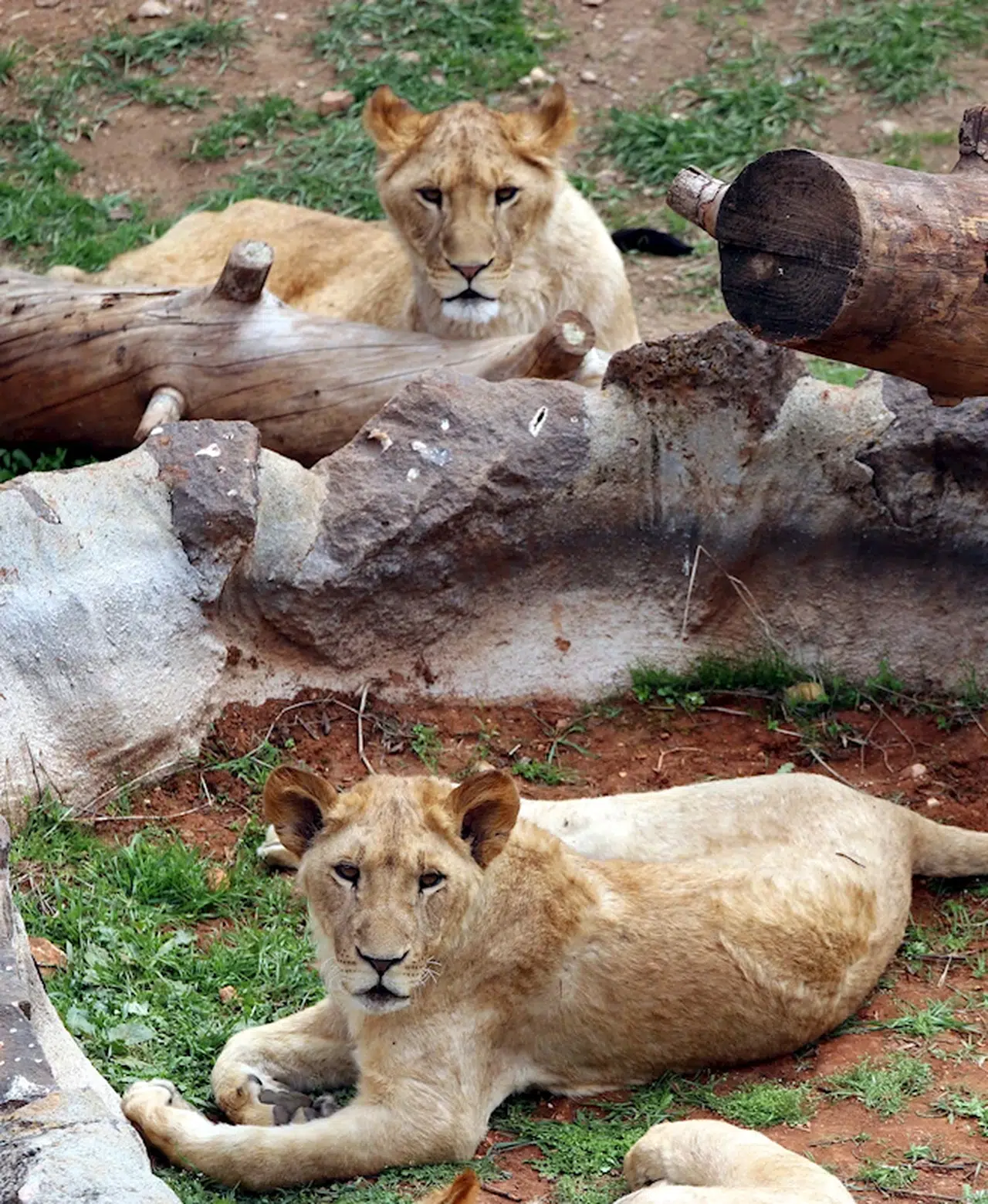 Türkiye’nin en büyük hayvanat bahçesinde bayram hazırlıkları