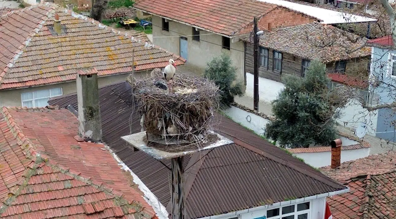 Leylekler Leyla ile Mecnun, Tekirdağ'daki yuvalarına geldi