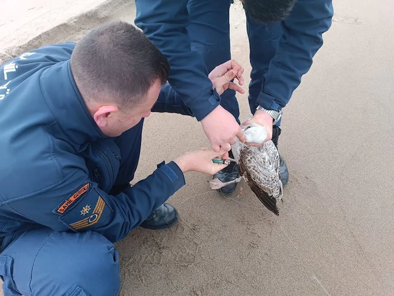 Ağzına kanca takılan martıyı sahil güvenlik ekibi kurtardı