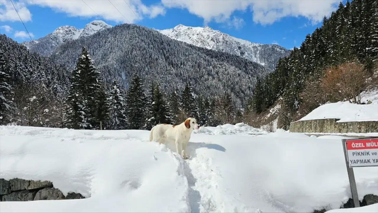Rize'nin yüksek kesimleri nisanda yağan karla beyaza büründü