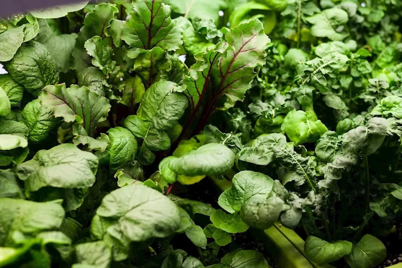 Araştırma: K vitamini eksikliği bilişsel gerilemeye neden oluyor