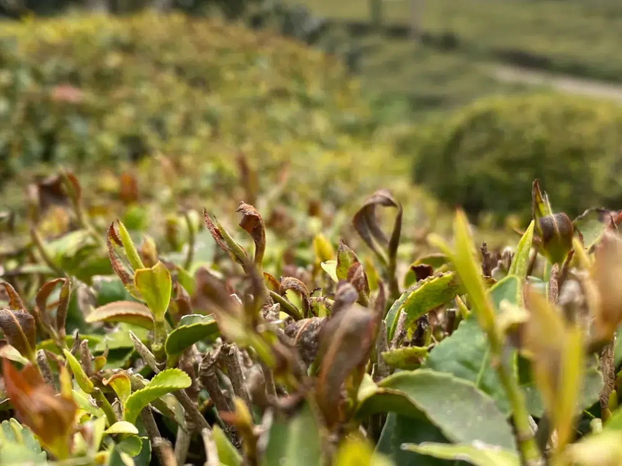 Zirai don çayı da etkiledi rekoltede yüzde 3’lük düşüş beklentisi
