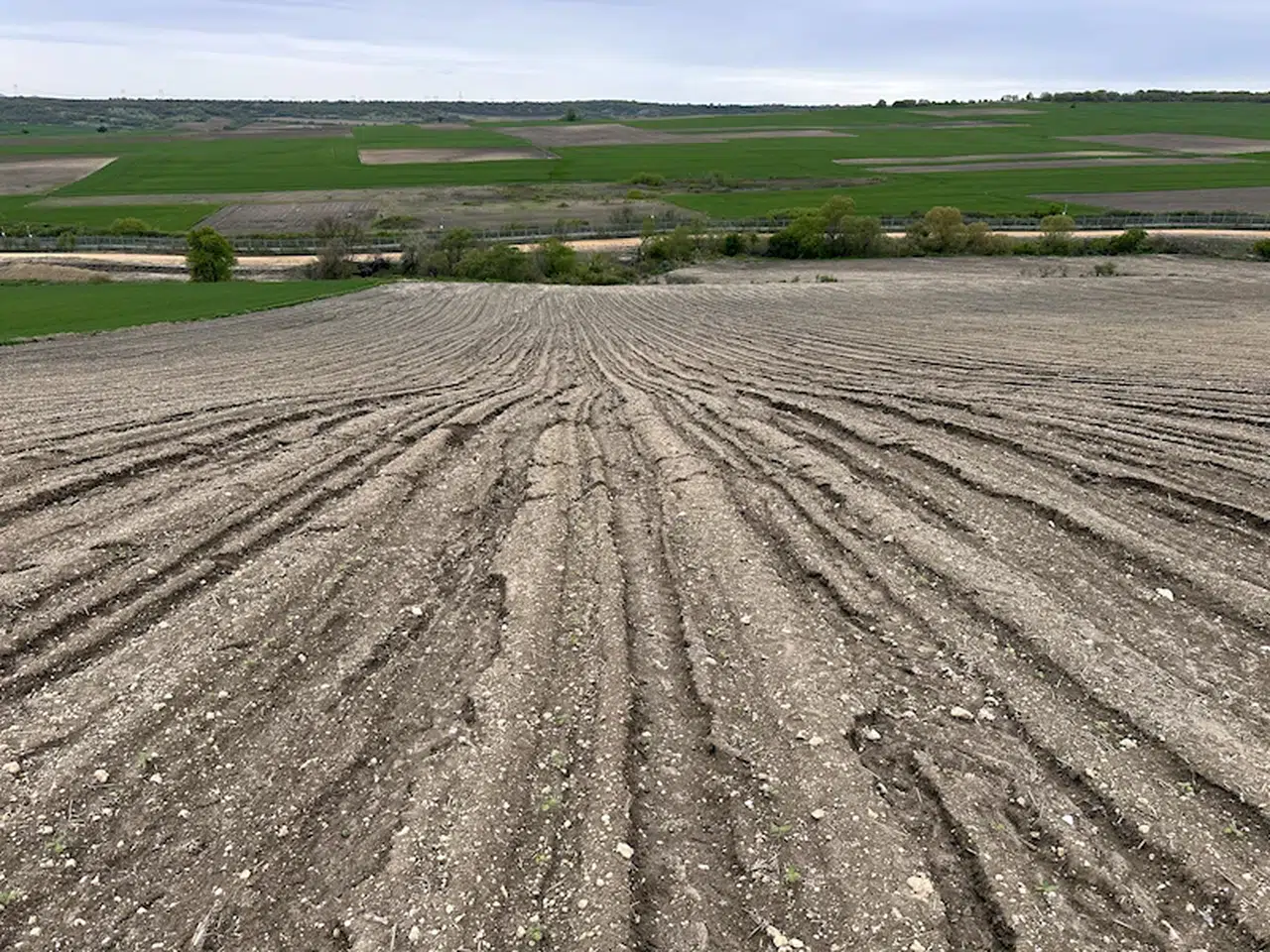 Ayçiçeği sel ve doludan zarar gören üretici, yeniden ekim yapacak