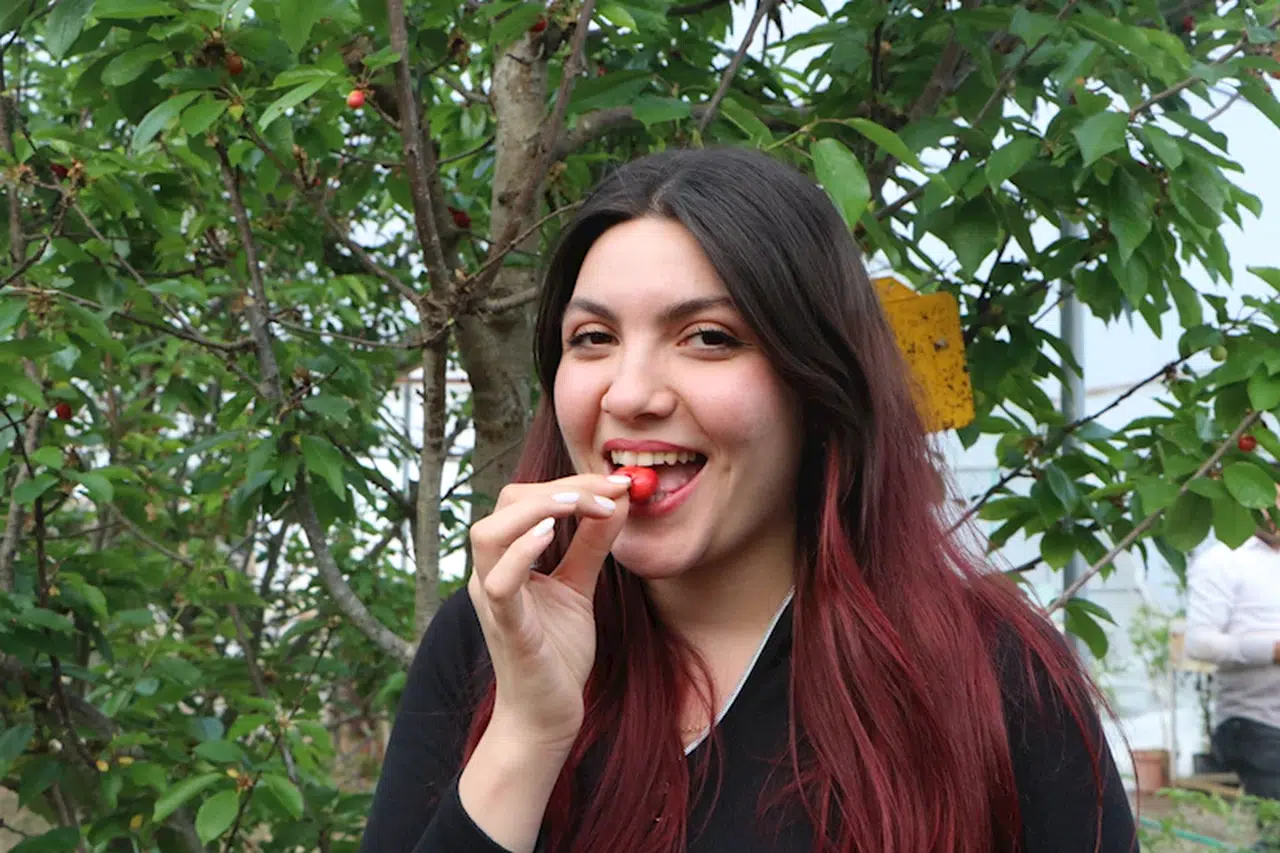 Kiraz Çukurova'ya alternatif ürün oldu; dondan yüzde 30 etkilendi