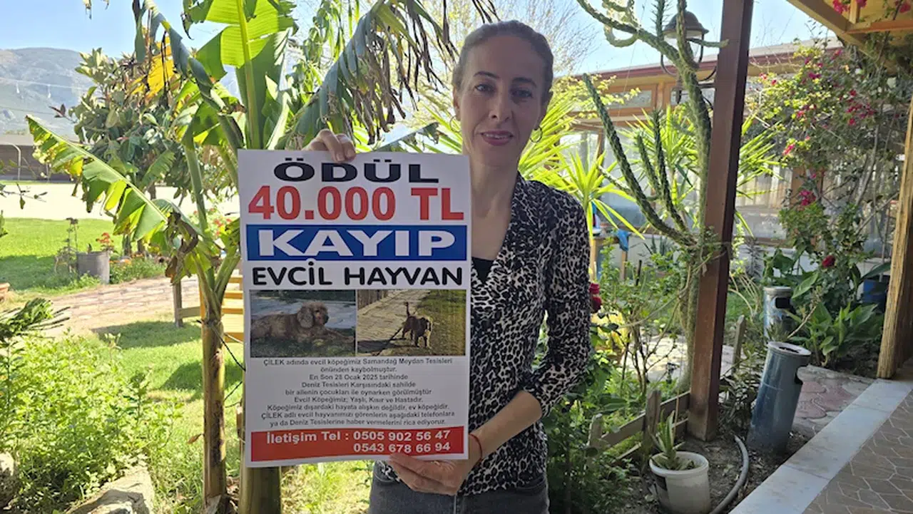 3 aydır kayıp olan köpeği Çilek'i bulana 40 bin lira ödül verecek